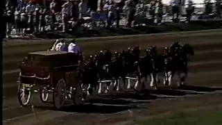 Budweiser Clydesdales at 2008 Little Brown Jug