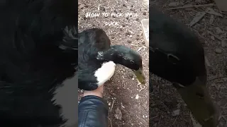 how to pick up a duck