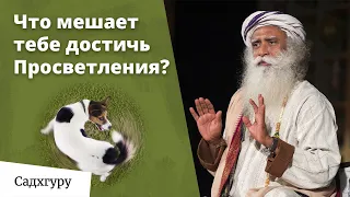 Один шаг к Просветлению каждый день