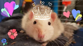 ONE HOUR OF CUTE RATS BEING CUTE