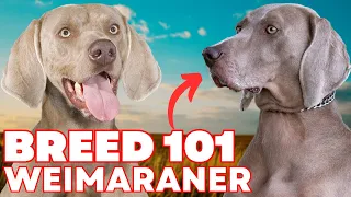 Weimaraner Everything You Need To Know