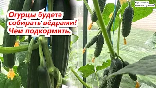 Подкормка огурцов для быстрого укрупнения.