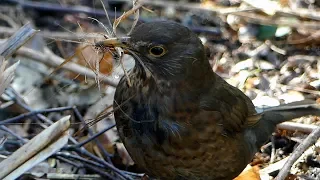 Blackbird nest building - gathering nest for breeding