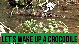 Let’s Wake up this TINY sleeping crocodile!!! 🐊🤣😢  #Shorts #Crocodile #Australia #darwin