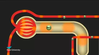 The Kidney & the Counter Current Multiplier: Pharmacology teaching at Aston University