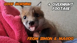 Play time! #wildlife #fox #cuteanimals #cute #viral #vlog #mylife #fyp