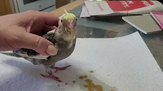 Hand feeding a 4 week old baby Cockatiel