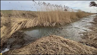 Beaver dams removal in the grassy channel.