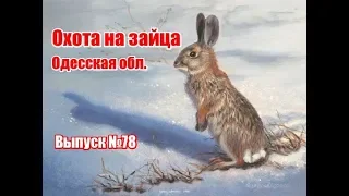 Охота на зайца | Одесская область | Выпуск №78 (UKR)