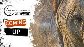 Sights and Sounds of Africam - 04 May 2024