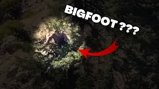 Possible Bigfoot in a tree San Gabriel Mountains Southern California