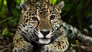 Los 30 Animales del AMAZONAS Más Increíbles y Bellos🦥🐆🐒