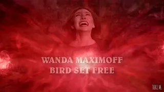 Wanda Maximoff || Bird Set Free