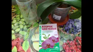 Цитокининовая паста. Для цветения и размножения орхидей и не только.