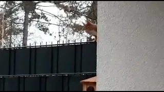 Eichhörnchen ist ungeschickt
