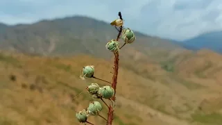 NAMANGAN  V. ♀️. PARDA TURSIN DAMOLISH MASKANI