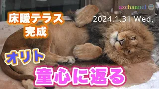 【旭山動物園ライオン】床暖完成！百獣の王オリトが童心に返る。オリトファミリーとみんなの夢が叶った日。床暖テラス設置初日の喜び映像。