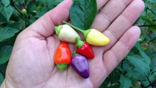 Which Color Pepper Is Best For You