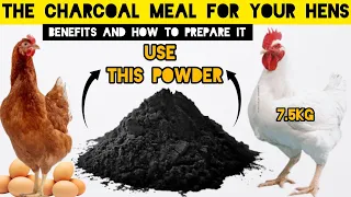 Don't Buy Chicken Medicine Again | Benefits Of Adding The Charcoal To Poultry Feed.