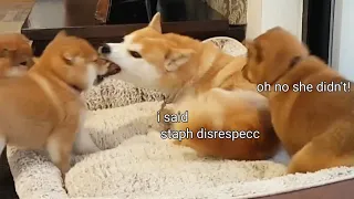 Mom hurt her puppy 😥 Shiba Inu puppies (with captions)