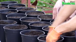 Выращивание клубники в горшках или КЛУБНИКА С НОГАМИ