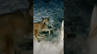 Собака позвала на помощь своей маме... #ghost #dog #love