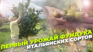 Первый урожай фундука итальянских марочных сортов на промышленной плантации в Молдове / Сбор фундука