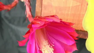 Epiphyllum bloom time lapse