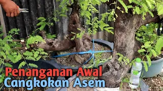 (Ngobrol) Tips Cangkok Asem Jawa | Darsa Bonsai