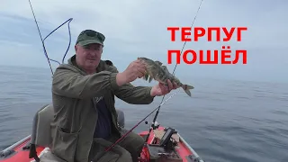 ТЕРПУГ ОТБОРНЫЙ/ ТУНЕЦ АТАКУЕТ