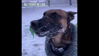 Собачка в Техасе страдает от глобального потепления.