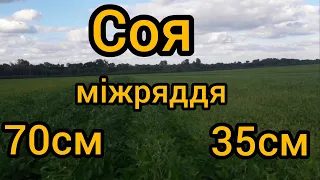 Соя 13 08 2021