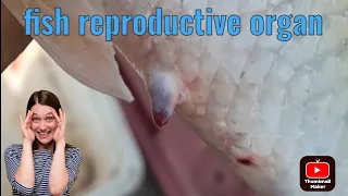 fish reproduction organ  |fish reproductive system