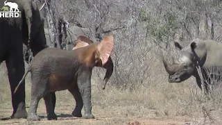 Baby Elephant Khanyisa & Mambo Stand Up to a Rhino! 🦏