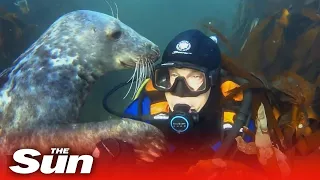 Curious seal greets diver with handshake