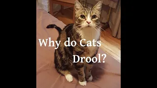 Why do Cats Drool