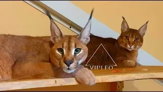 Как мяукает взрослый каракал и каракет. Caracal and Caracat.