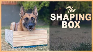 How to use the Shaping Box to Sharpen up your Sit, Down, Stand, Sit-front, and Heel Position.