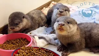 Baby Otters Growing Up After Their First Trip!