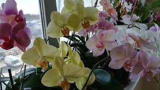 ЧАСТЬ 3. #ЦВЕТЕНИЕ МОИХ ОРХИДЕЙ В КОНЦЕ МАРТА ❣️😍❤️🧡💛#orhids #phalaenopsis #flor #orjidea #flores 🌸🌱