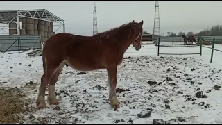 Жеребчики Владимирские тяжеловозы на продажу.