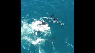 Incredible drone capture of 20+ Killer Whales attacking adult Gray Whale!