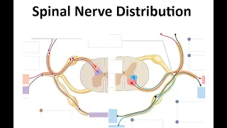 Spinal Nerves Distribution