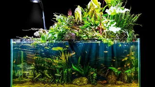 Natural Jungle Aquascape w/ Emergent Plants (Riparium Build)