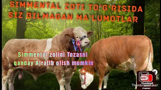 💯Simmental Zot To‘g‘risda Qizqarli Ma'lumotlar Videoni Ohirgacha ko‘ring Yoqsa 👍Like bosamiz🫡🫡