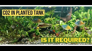 CO2 FOR PLANTED TANK - IS THIS REALLY REQUIRED?