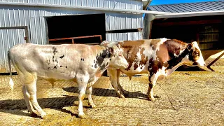 Another BULL Arrives & Dry Cow Lot Update!