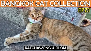 🐱BANGKOK'S CATS EP23 | Ratchawong | Silom