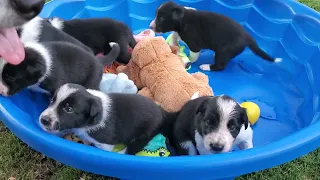 Pool Full of Puppies