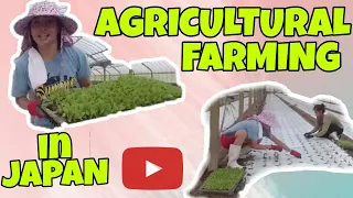 OFW SA JAPAN/ FARMING IN JAPAN/ANO BA ANG GINAGAWA NG FARMER SA JAPAN